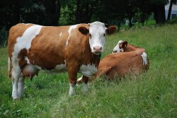 Cow