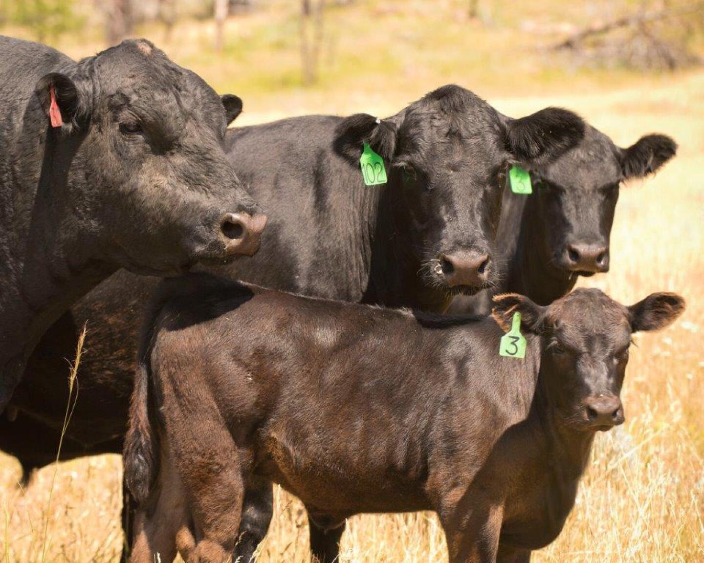 USDA%20CATTLE%20LIVESTOCK%204.jpg
