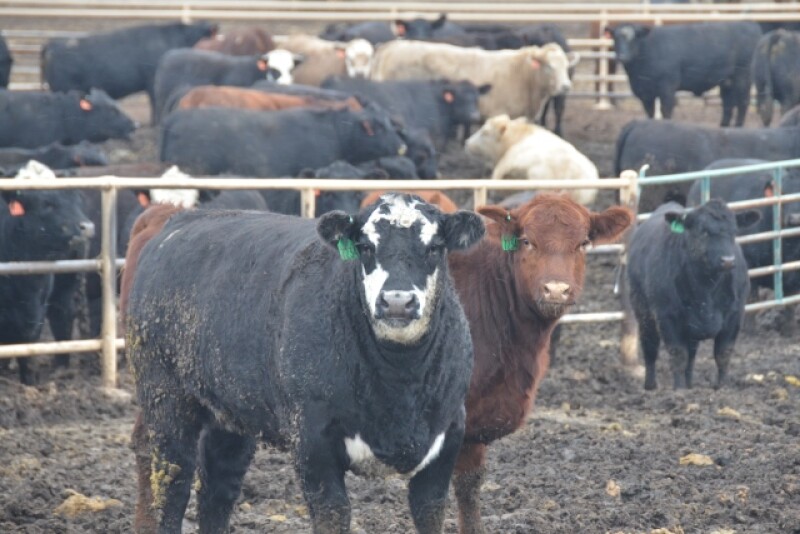 BT_Fat_Cattle_Feedlot