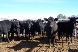 TXAM cattle