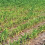 Pale color in new growth at the top of a corn plant, which might appear as yellow striping, is a symptom of sulfur deficiency.