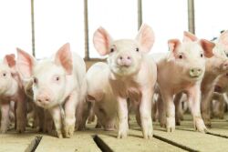 Young Pigs Looking at Camera
