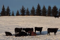 Winter_Cows