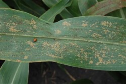 sugarcane_aphid