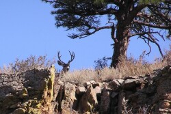 Mechanisms for transmission of CWD prions among captive or wild cervids are not fully understood.