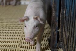 Weaner Pig