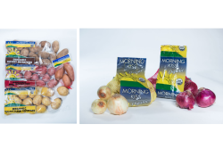 Morning Kiss potato onions.png