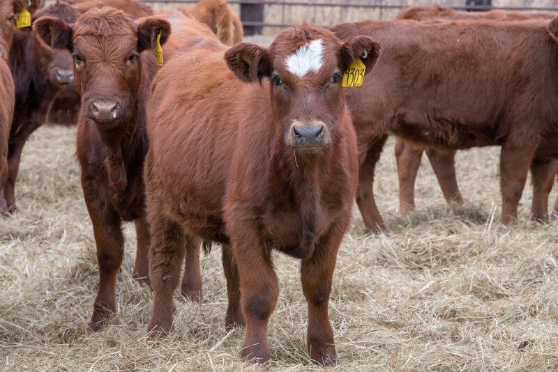 Weaning calves