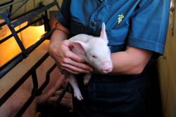 Caregiver holding piglet