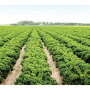 A kale field thrives at Baker Farms, Norman Park, Ga.