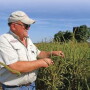 Phillips County Extension agent Robert Goodson examines resistant Palmer amaranth in eastern Arkansas, an area with PPO resistance.