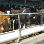Dairy