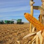 corn harvest
