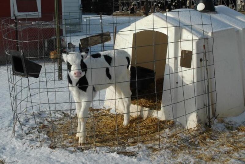DT Jim Calf Snow Winter.jpg