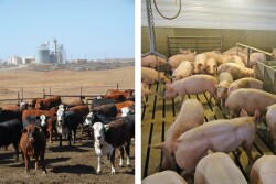 Hogs Cattle 2