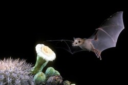 lesser_long-nosed_bat
