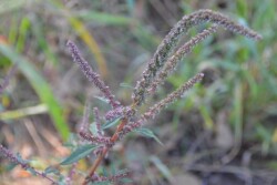 Waterhemp_(2)