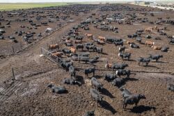feedlot