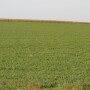 alfalfa