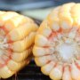 Indiana corn ears crop tour