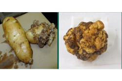 potato wart disease