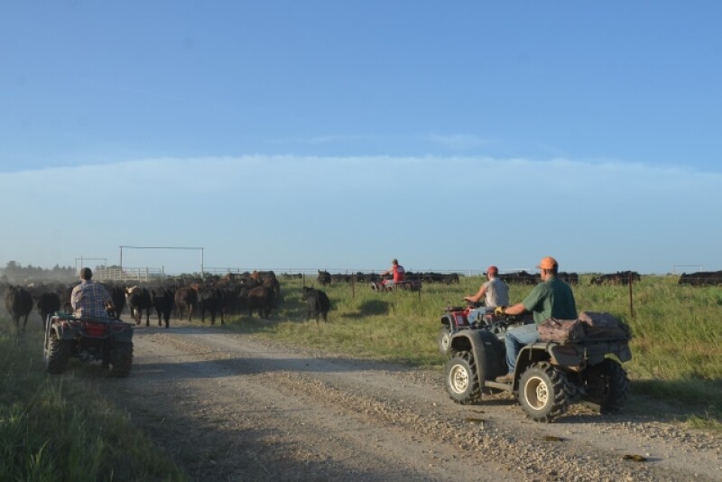 BT_Cattle_Shipping_Moving_Road