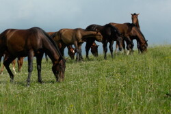 horses