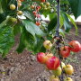 California cherries, like these grown in Sunnyvale, are cracking and splitting because of rain.
