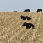 University of Nebraska researchers recently conducted a two-year study to evaluate the effects of grazing on subsequent yields and nutrient removal from baling at five locations in Nebraska. 