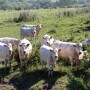 BCI cows.jpg