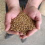 Wheat in Hands