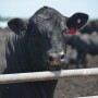 A fed steer in a feedlot. 