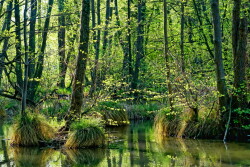 Swamp