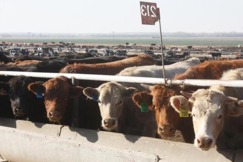 BT_Feedyard_bunk_line