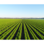 Grimmway has grown organic carrots on its Southeast farms, but is now expanding there with almost 20 vegetables under the Cal-Organic brand.