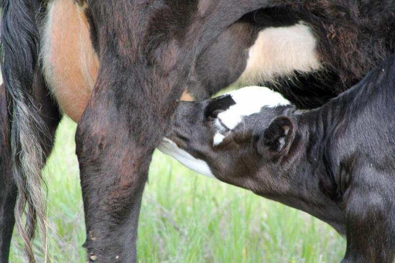 In addition to providing nutrients the calf uses directly, nursing influences the gut microbiome and potentially improves long-term immune responses. 