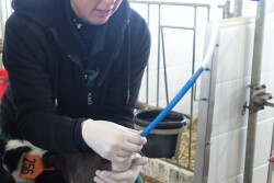 An esophageal tube feeder can be a lifeline for young calves, delivering colostrum, milk or electrolytes when they are unable to suckle a bottle. But incorrect use of these feeders can be dangerous or even deadly. The University of Wisconsin Dairy Extension team shares advice on the best methods for using tube feeders.