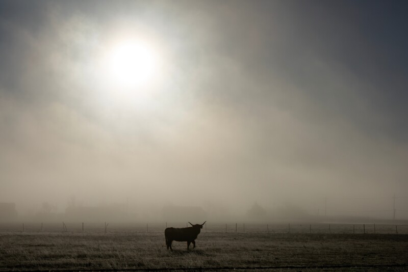 Smoke.horned.cow_.jpg