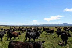 Timmerman Land & Cattle
