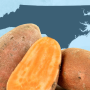 A photo of sweet potatoes and a map of North Carolina