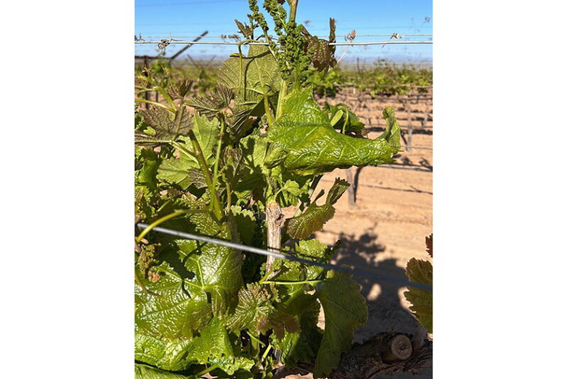 Grapeman