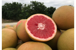 Wonderful Citrus Texas