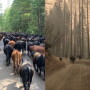 After decades of over-protective land management policies at the state and federal level, overcrowded fuel loads allowed the Bear Fire to burn faster, hotter, and longer – devastating the mountain ecosystem that Dr. Daley’s family has lived and worked on for generations.