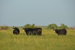 BT_Stocker_Cattle_Steers