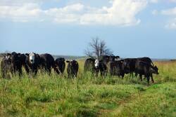 Cedar Vale Ranch