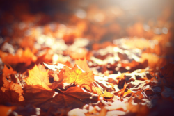 46C2BAED-08EF-4209-958BFB93618A7A61.png