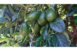 Index Fresh Inc. is credited with bringing the GEM avocado variety to the forefront.