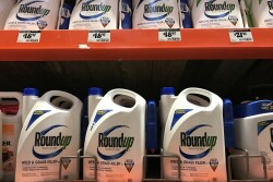 On Monday, a U.S. District Court Judge handed down a decision preventing the State of California from requiring Prop 65 "known to cause cancer" labels on glyphosate products. 