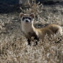 Black-footed ferret