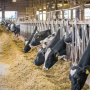 Dairy cows feeding